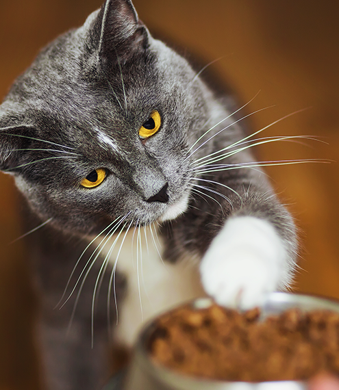 cuánto Nutriss debe comer un gato